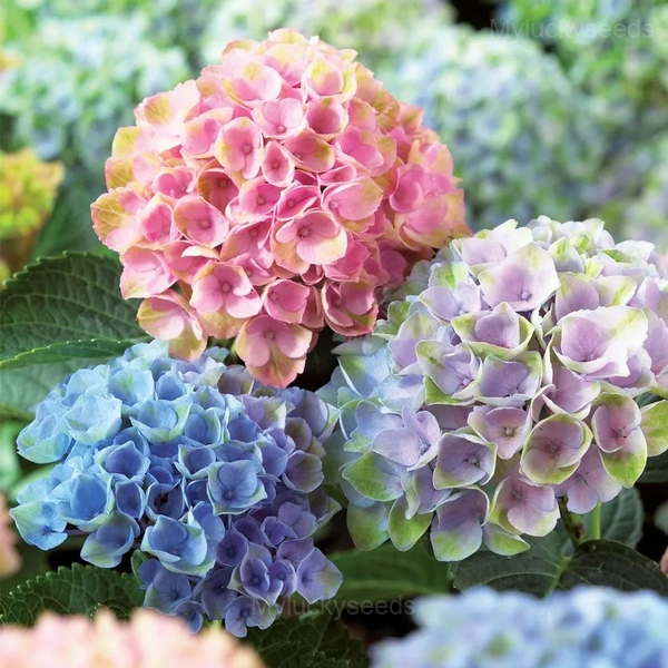 Rare Hydrangea Mix Seeds