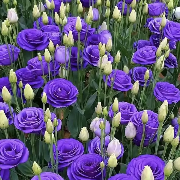 Elegant Lisianthus Seeds - 5🟪, 200 Seeds👍