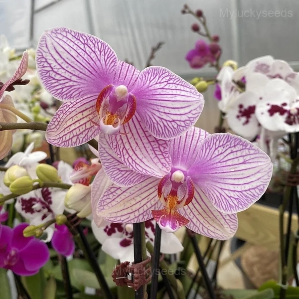 Phalaenopsis Seeds - 12💗, 100 Seeds🌱🔥