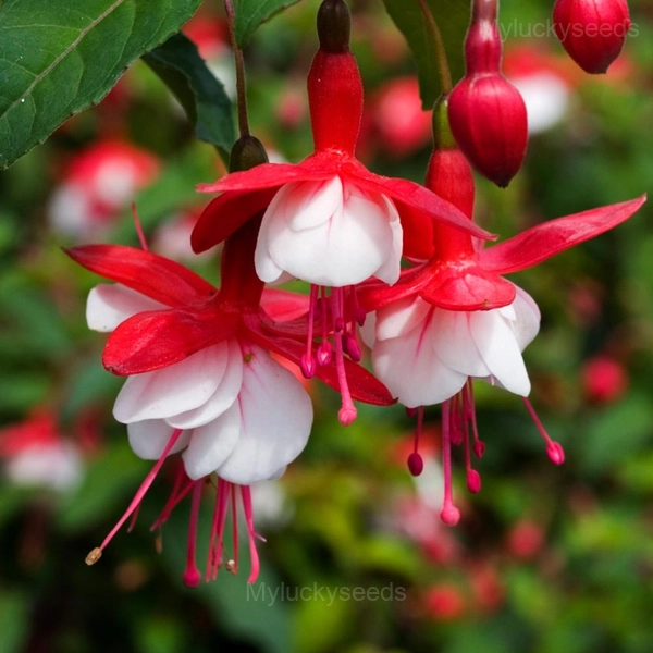 Colorful Fuchsia Flowers Seeds