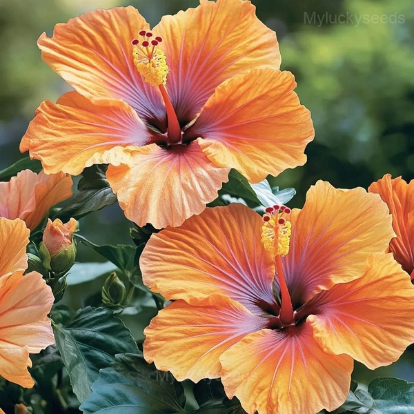 Tropical Hibiscus Mix Seeds - 7🟧, 200 Seeds💛
