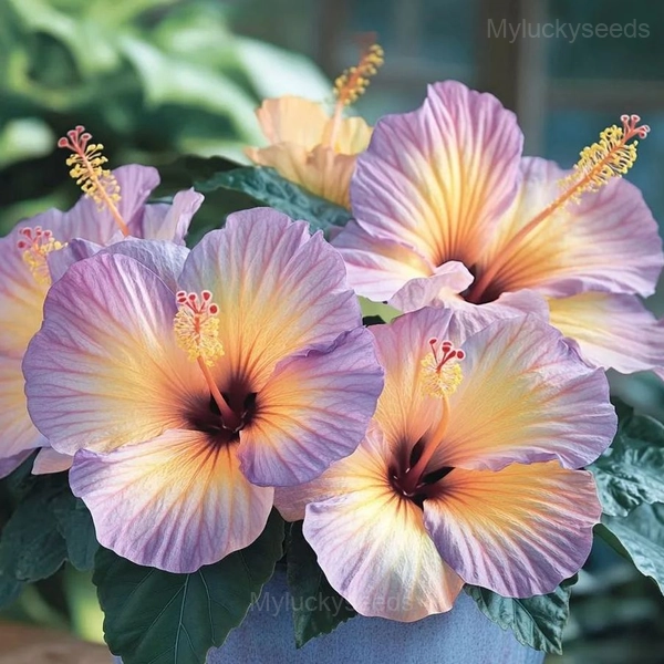 Tropical Hibiscus Mix Seeds - 39🟨🟪, 50 Seeds💛