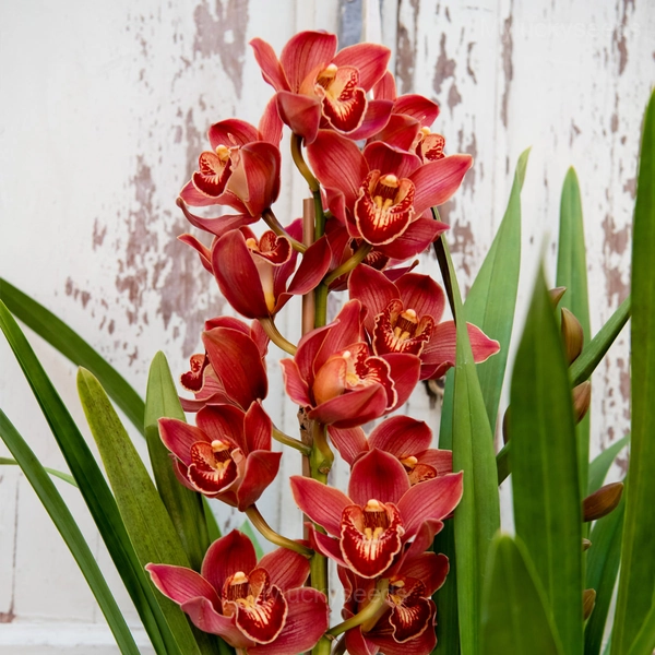 Cymbidium Orchid Seeds - 2🟥, 200 Seeds🎁