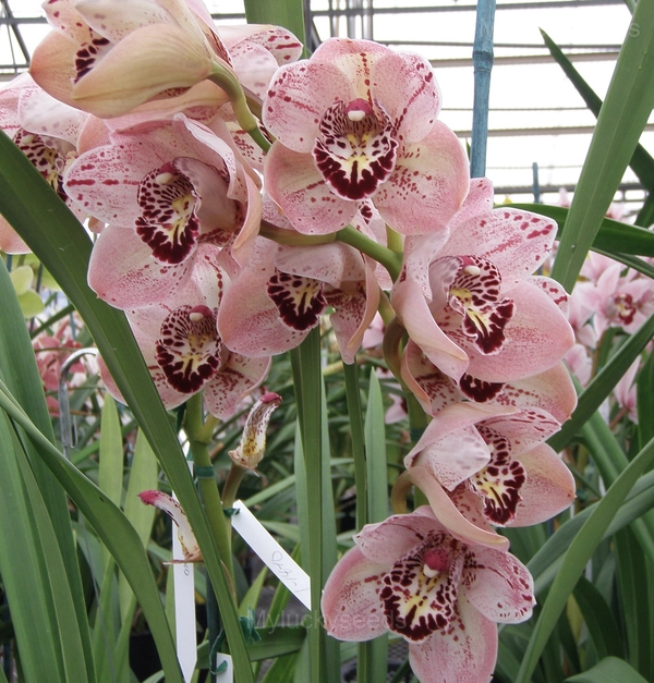 Cymbidium Orchid Seeds - 12💗, 500 Seeds👍