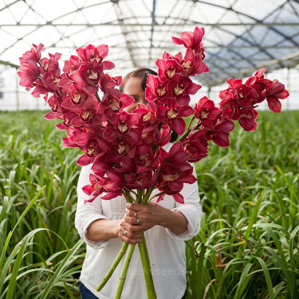 Cymbidium Orchid Seeds