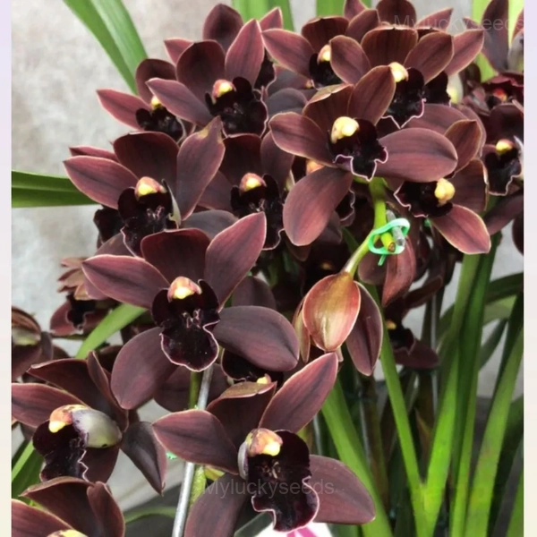 Cymbidium Orchid Seeds - 9⬛, 500 Seeds👍
