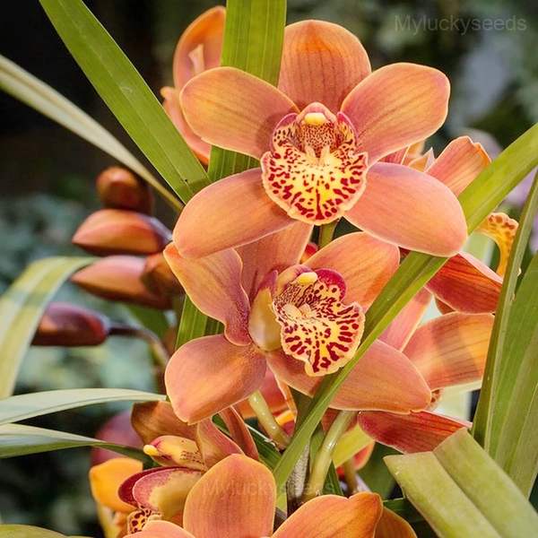 Cymbidium Orchid Seeds - 7🟧, 100 Seeds💛🔥