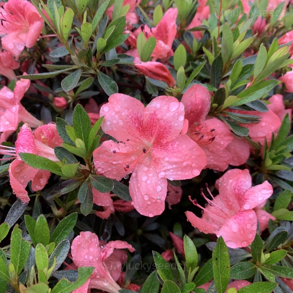 Azalea Seeds - 12💗, 100 Seeds💕🔥