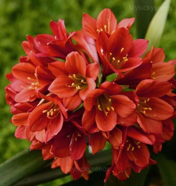 Easy-Grow Clivia Seeds - 2🟥, 100 Seeds🔥🔥