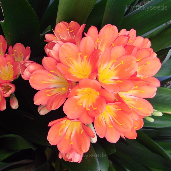 Easy-Grow Clivia Seeds - 88🟧🟥, 500 Seeds💕