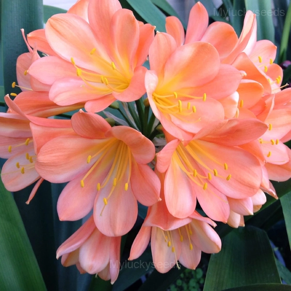 Easy-Grow Clivia Seeds - 12💗, 50 Seeds👍