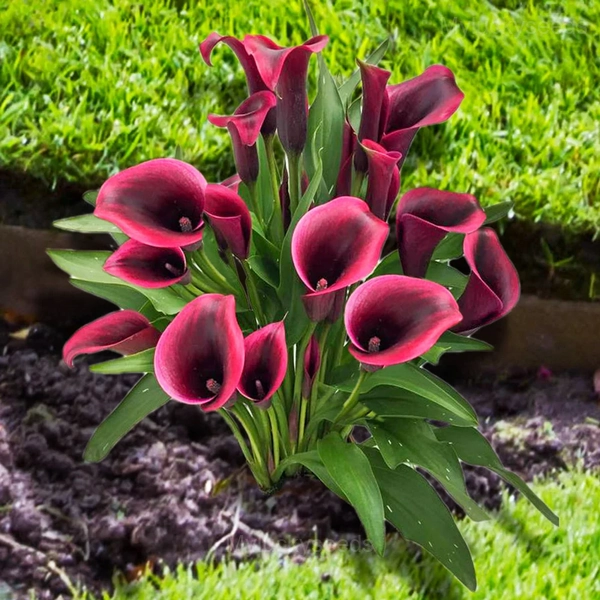 Calla Lily Seeds - 84🟥⬛, 100 Seeds💗🔥