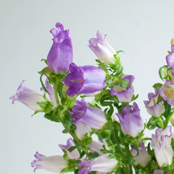 Campanula Seeds - 54🟪⬜, 50 Seeds💗