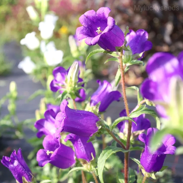 Campanula Seeds - 5🟪, 500 Seeds💕