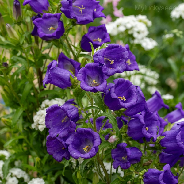 Campanula Seeds - 24🟪⬛, 500 Seeds💕