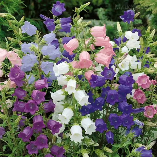 Campanula Seeds