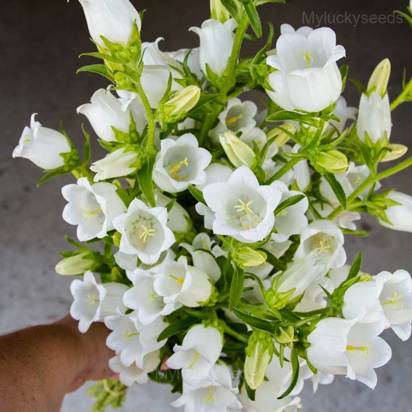 Campanula Seeds - 10⬜, 200 Seeds🎁