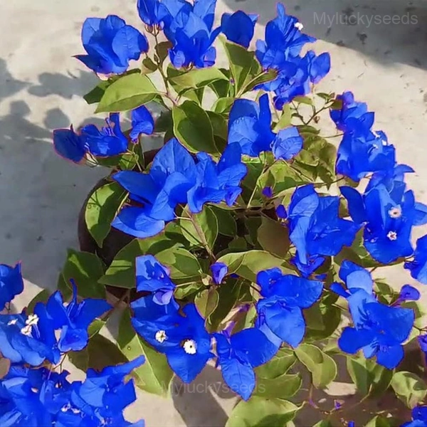 Bougainvillea Seeds - 3🟦, 100 Seeds💛🔥