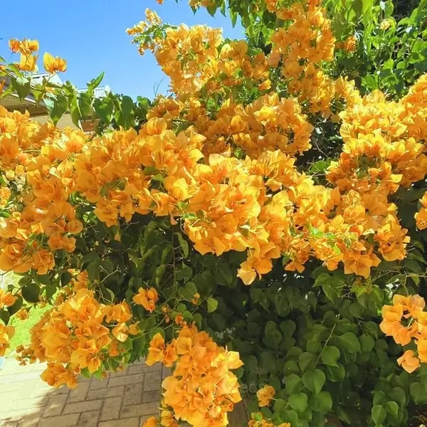Bougainvillea Seeds - 6🟨, 50 Seeds💗