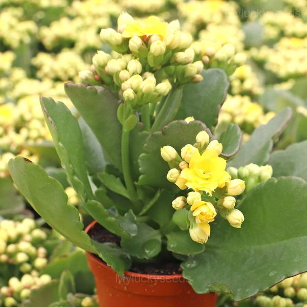 Kalanchoe Seeds - 6🟨, 50 Seeds🔥