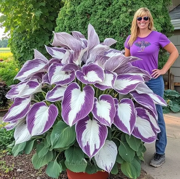 Tropical Caladium Seeds - 54🟪⬜, 200 Seeds👍