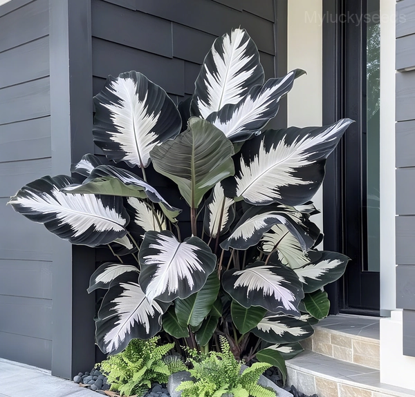 Shade-Loving Caladium Seeds - 64⬛⬜, 500 Seeds👍