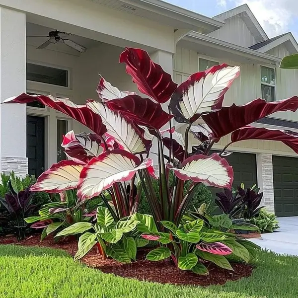 Decorative Leaf Caladium Seeds - 25🟥⬜, 500 Seeds💛