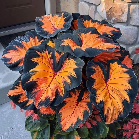 Decorative Leaf Caladium Seeds - 77⬛🟧, 50 Seeds👍