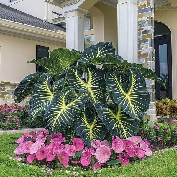 Decorative Leaf Caladium Seeds - 4🟩, 200 Seeds🎁