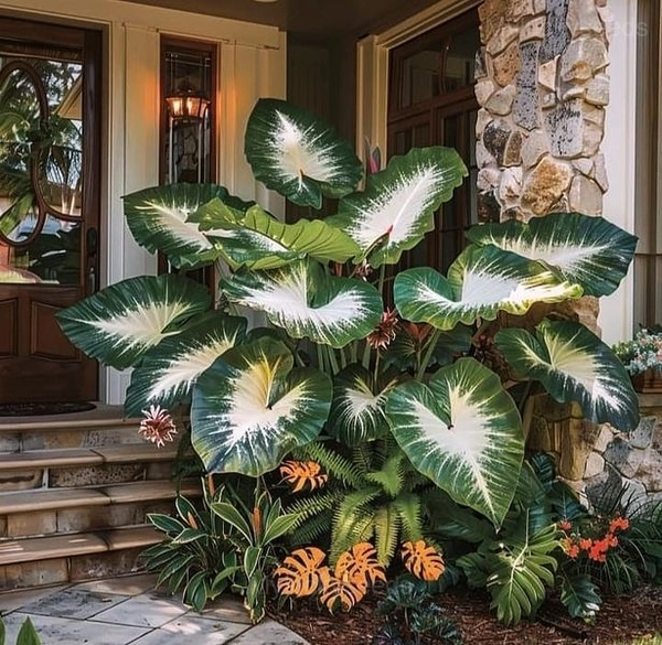 Decorative Leaf Caladium Seeds - 34🟩⬜, 100 Seeds🌱🔥