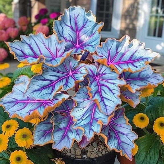 Decorative Leaf Caladium Seeds