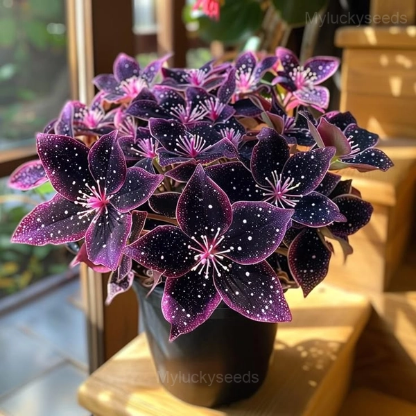 Colorful Begonia Mix Seeds - Image 5