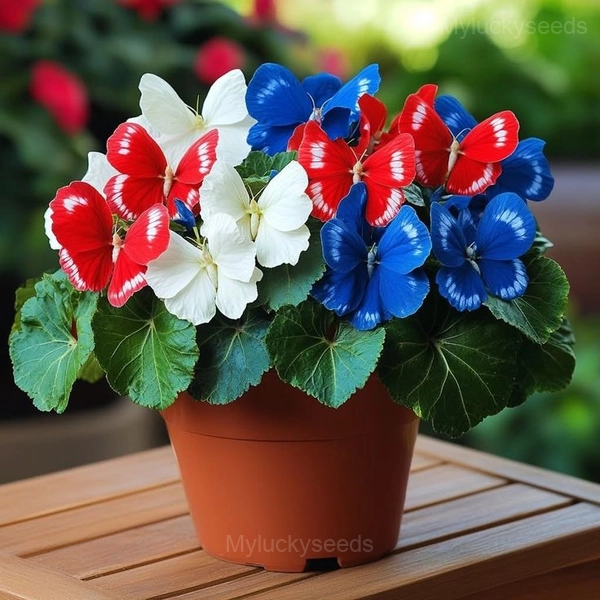 Colorful Begonia Mix Seeds - 37🟥🟦, 200 Seeds🌱