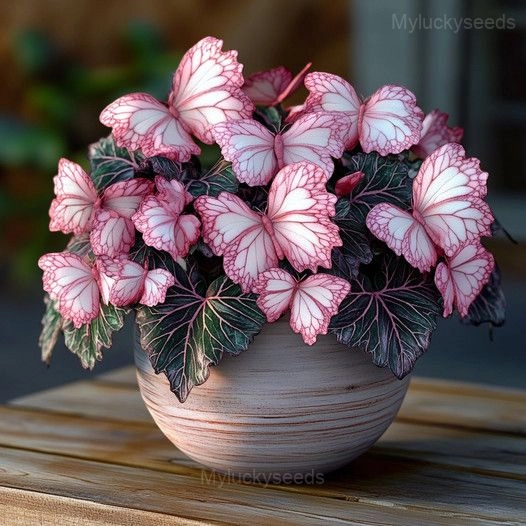Colorful Begonia Mix Seeds - 22💗⬜, 500 Seeds👍