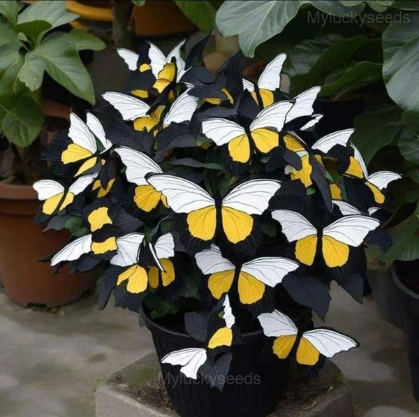 Colorful Begonia Mix Seeds - 57🟨⬜, 50 Seeds🎁