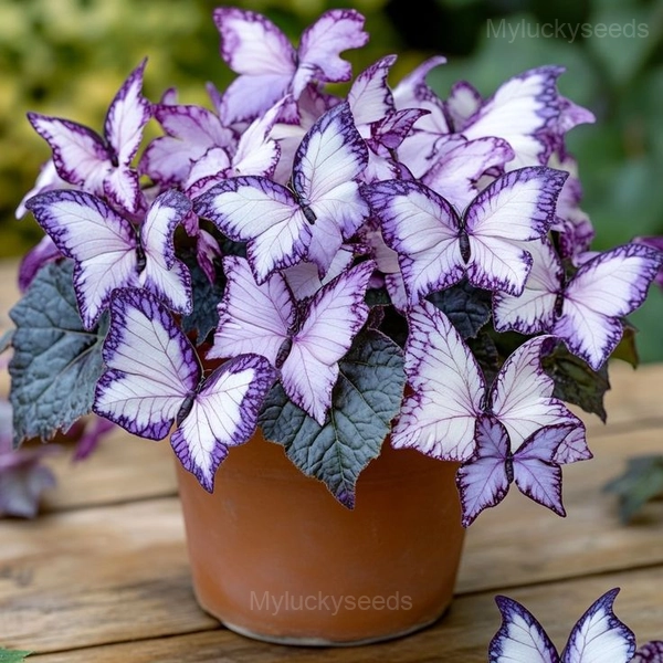 Colorful Begonia Mix Seeds - 54🟪⬜, 100 Seeds🔥🔥
