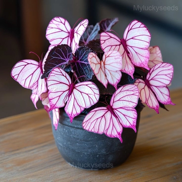 Trailing Begonia Blooms - 22💗⬜, 500 Seeds💗