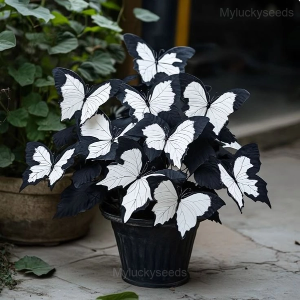 Elegant Begonia Seeds - 64⬛⬜, 50 Seeds👍