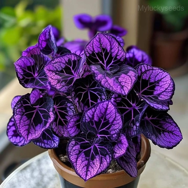 Elegant Begonia Seeds - 5🟪, 100 Seeds💗🔥
