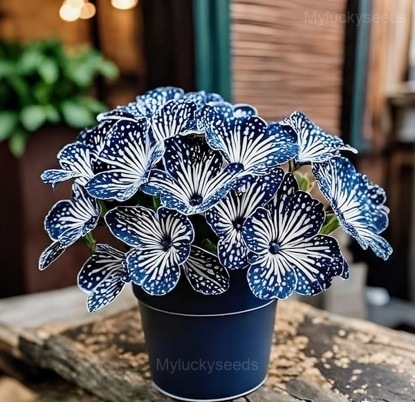 Elegant Begonia Seeds - 30🟦⬜, 100 Seeds💗🔥