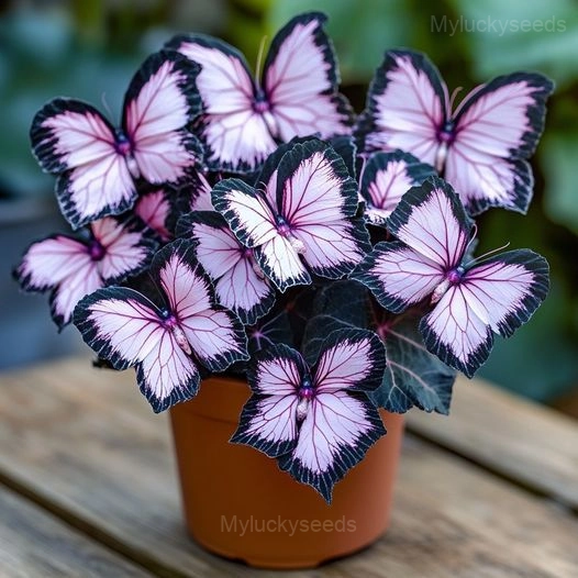 Elegant Begonia Seeds - 24🟪⬛, 100 Seeds💗🔥