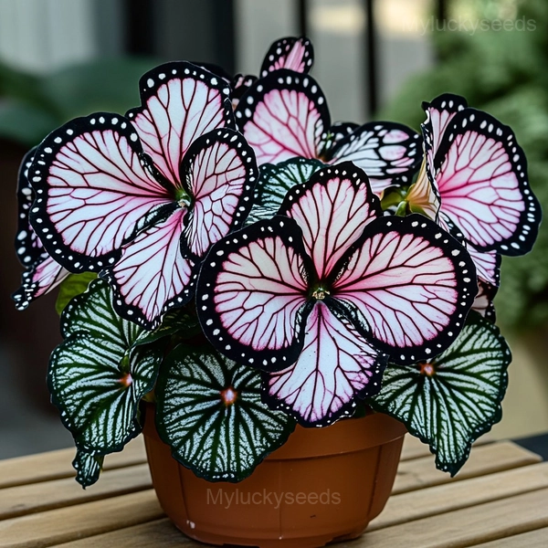 Autumn Begonia Mix Seeds - 81⬜⬛, 500 Seeds🌱