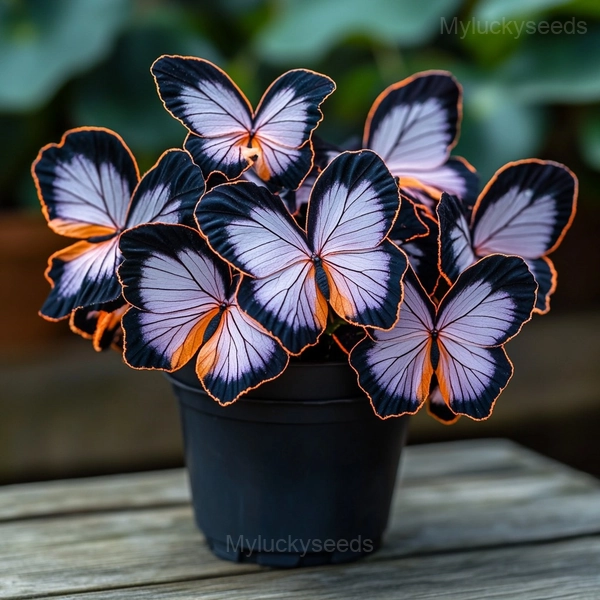 Autumn Begonia Mix Seeds - 70🟧⬛, 200 Seeds👍