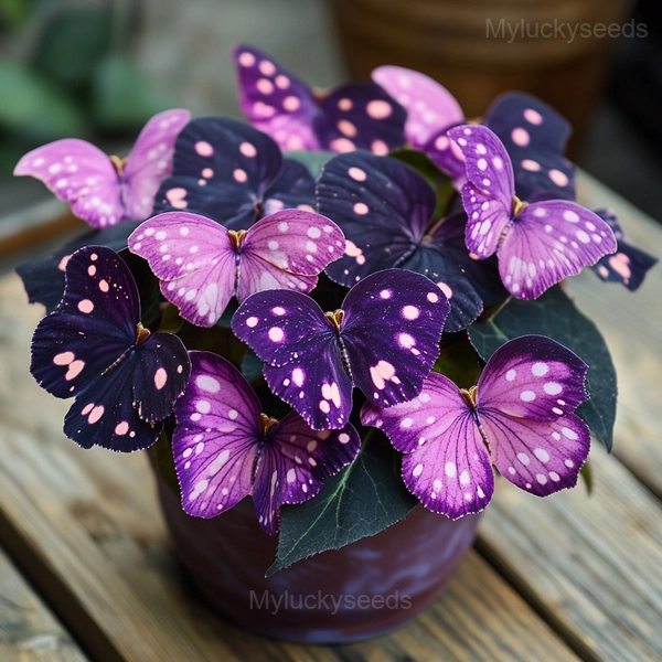 Autumn Begonia Mix Seeds - 24🟪⬛, 500 Seeds🌱