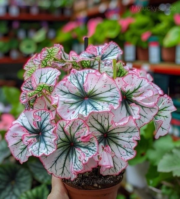 Double Begonia Flowers Seeds - 41🟩💗, 100 Seeds💛🔥