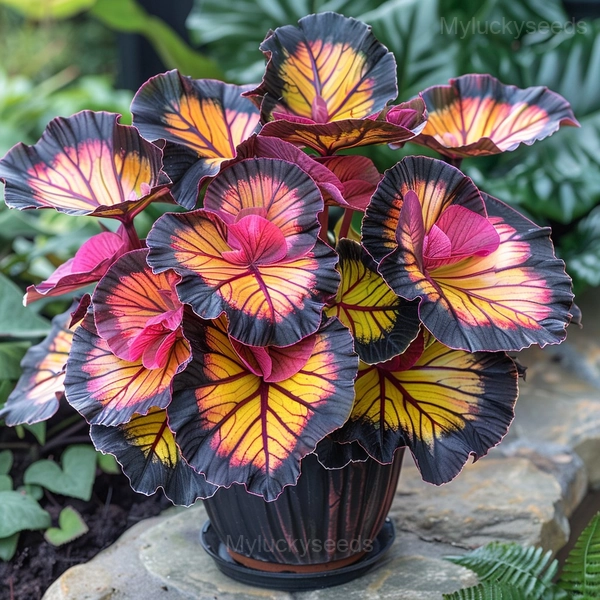 Double Begonia Flowers Seeds - 63🟨💗, 50 Seeds💗