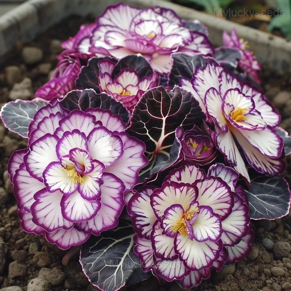 Rare Begonia Seeds - 54🟪⬜, 50 Seeds💗