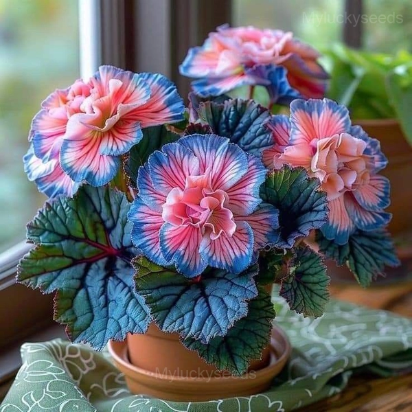 Rare Begonia Seeds - 78🟦💗, 500 Seeds🌱