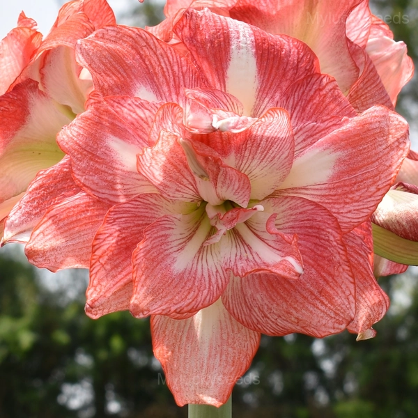 Tika Sunrise Amaryllis Bulbs