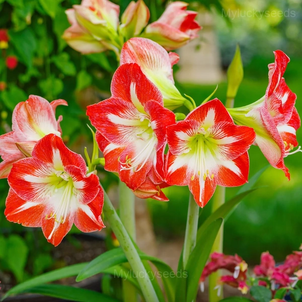 Minerva Amaryllis Bulbs - 5 Bulbs🌱